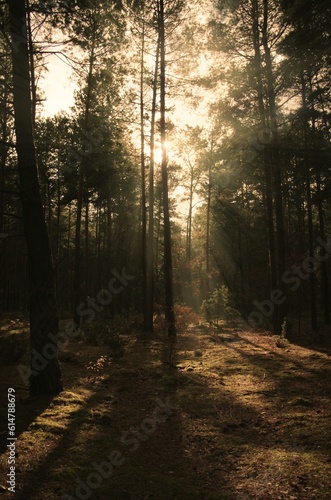 Forest at the sunset