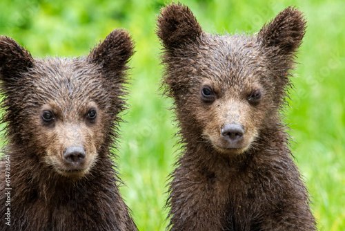 Young bears at the Transfagarasan in Romania