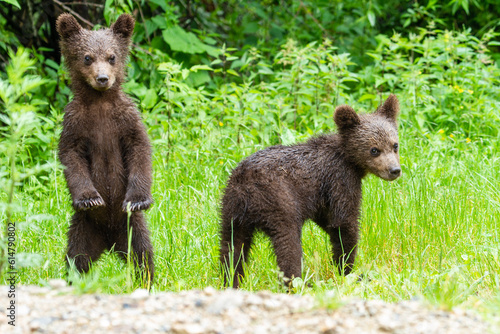 Young bears at the Trasnfagarasan in Romania