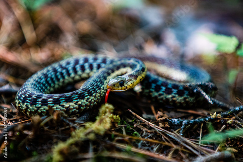 Serpent québécois