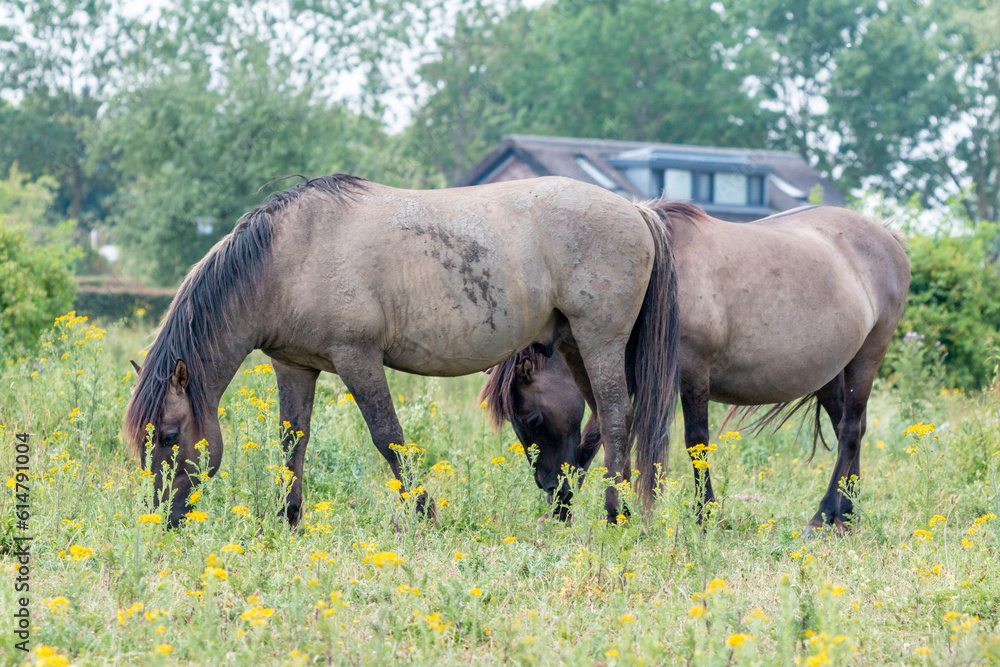 Two Konik Horse grazin grass in front of traditional Dutch house in Gelderland, Europe Two Konik Horse grazin grass in front of traditional Dutch house in Gelderland, Europe