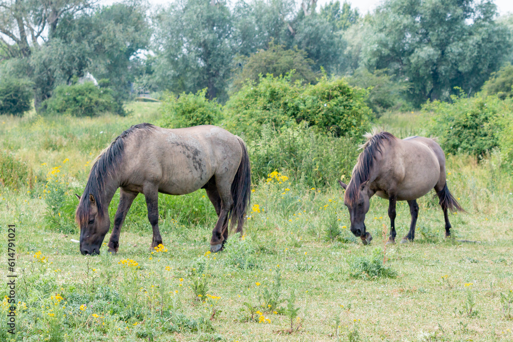 Two Konik Horses grazing grass in the summer in Gelderland, Europe Two Konik Horses grazing grass in the summer in Gelderland, Europe