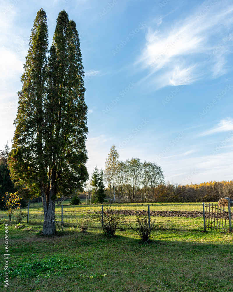 landscape with fence and tall trees