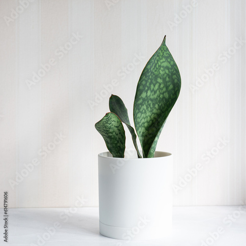 Sansevieria Masoniana Whale Fin, Snake Plant in white plastic pot on light background. Home hobby. Succulent, house plant. Selective focus. Square. Close up.