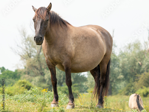 A Konik Horse stands in the meadow in the Ooijpolder, in the Netherlands, Europe photo