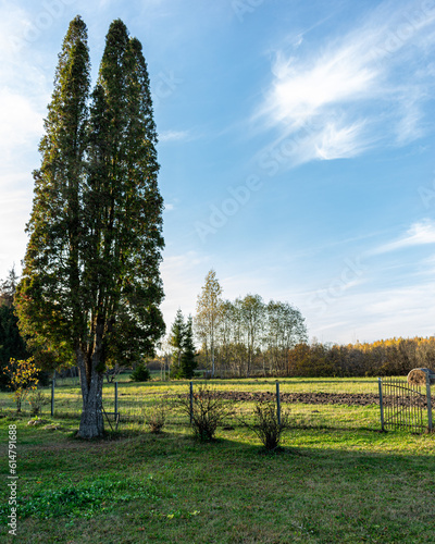 landscape with fence and tall trees