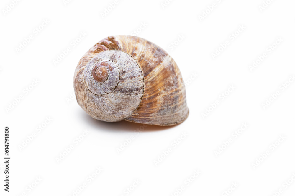 Weinbergschnecke Schneckenhaus Weinbergschnecke Schneckenhaus