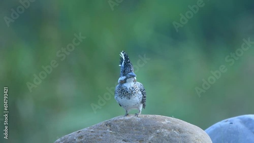Crested kingfisher