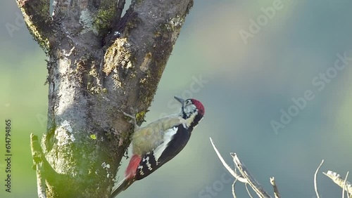 Himalayan woodpecker