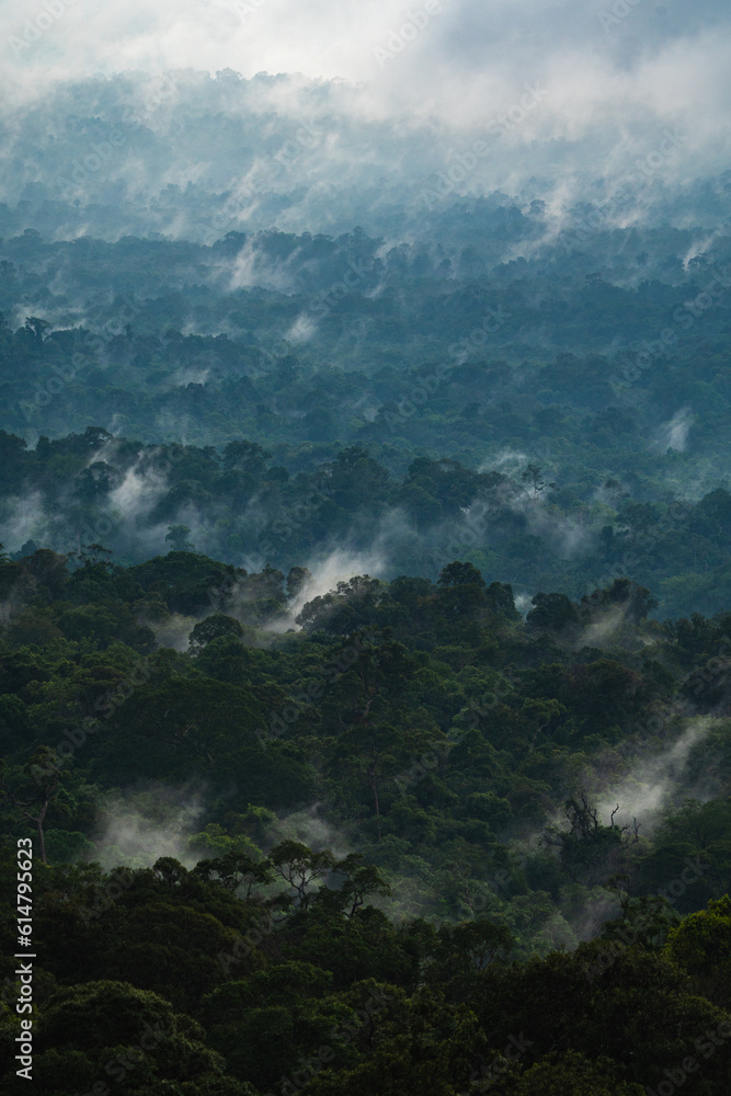 Landscape of Asia tropical rainforest, canopy tree of jungle green forest park outdoor, nature environment mountain view, concept of freedom relaxation in holiday for spa yoga and retreat