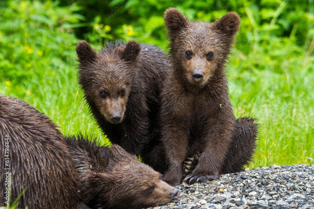 Fototapeta premium Young bears at the Transfagarasan in Romania