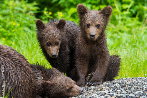 Young bears at the Transfagarasan in Romania