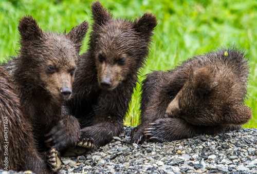 Young bears at the Transfagarasan in Romania © Gerhard
