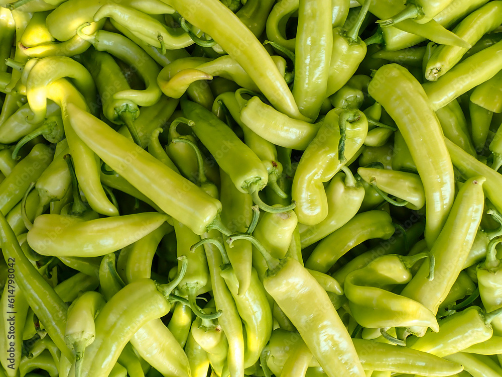 Chili pepper plantation with plastic film placed over the ground