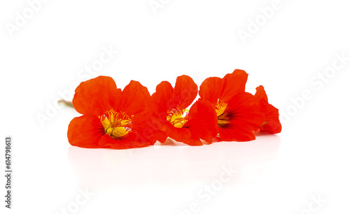 Orange nasturtium flowers.