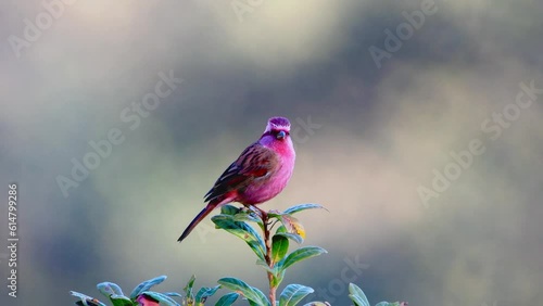 Pink-browed Rose finch