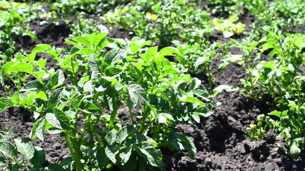 Bushes of potatoes on the field, early eco food, potato with flowers. Agriculture horizontal 4k footage, harvest time Bushes of potatoes on the field, early eco food, potato with flowers. Agriculture horizontal 4k footage, harvest time