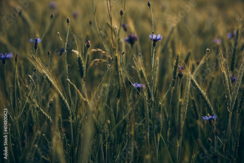 Blumenwiese Blumen Sonnenuntergang Feld