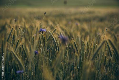 Blumenwiese Blumen Sonnenuntergang Feld