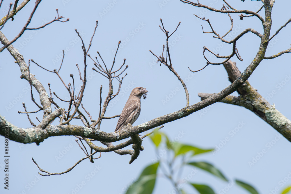Female house finch gathers material for her nest Female house finch gathers material for her nest