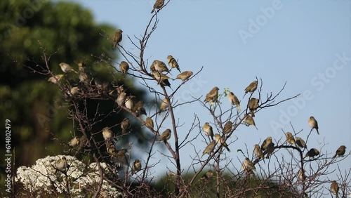 Flock of birds, ground canary (Sicalis flaveola) perched on the tree and leave in a flock. 