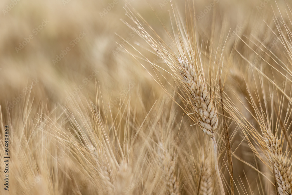 Detailed View of Mature Wheat Spikes in Summer Detailed View of Mature Wheat Spikes in Summer