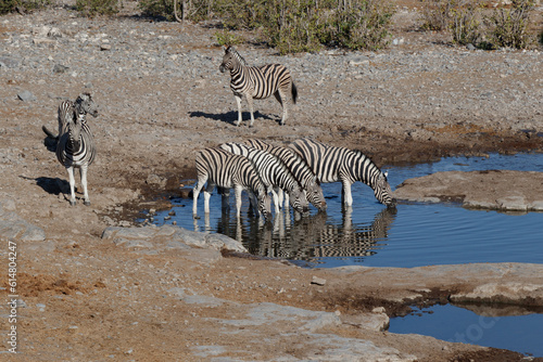 zebra crossing the river