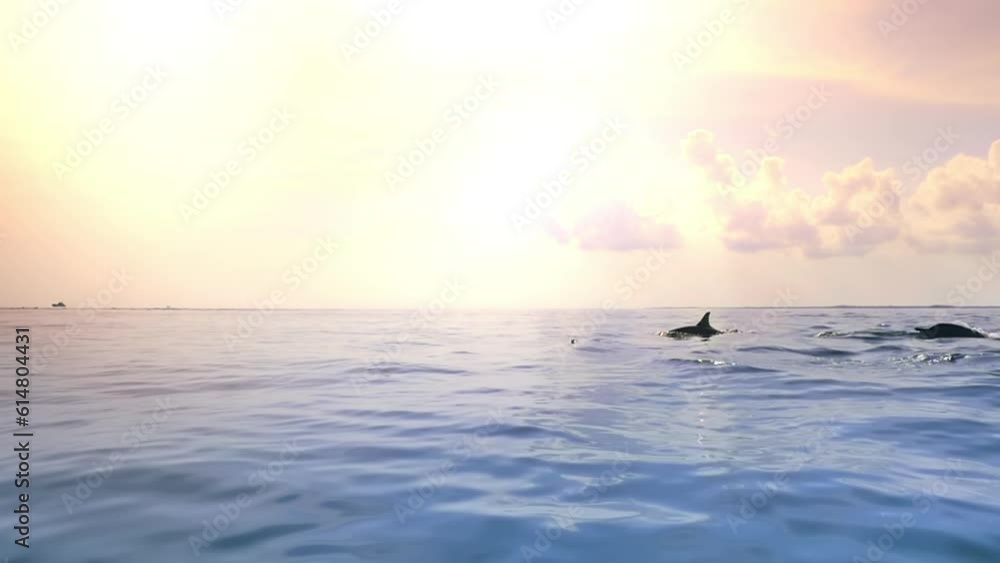 Dolphins swimming at sunset slowmotion video. Travel to Sri Lanka background Dolphins swimming at sunset slowmotion video. Travel to Sri Lanka background