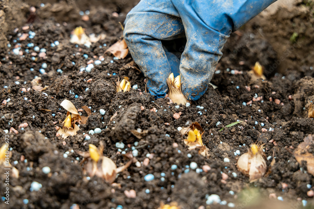 Fototapeta premium hand sadi in soil-soil flower bulbs. Hand holding a crocus bulb before planting in the ground