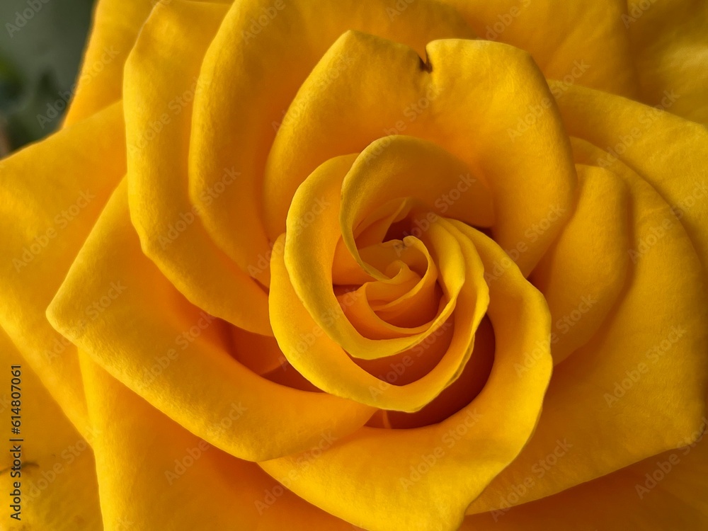 Yellow Rose Closeup Yellow Rose Closeup