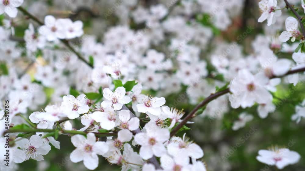 Close-up brunch of cherry blossom. Flower background. White cherry flowering tree in garden Close-up brunch of cherry blossom. Flower background. White cherry flowering tree in garden