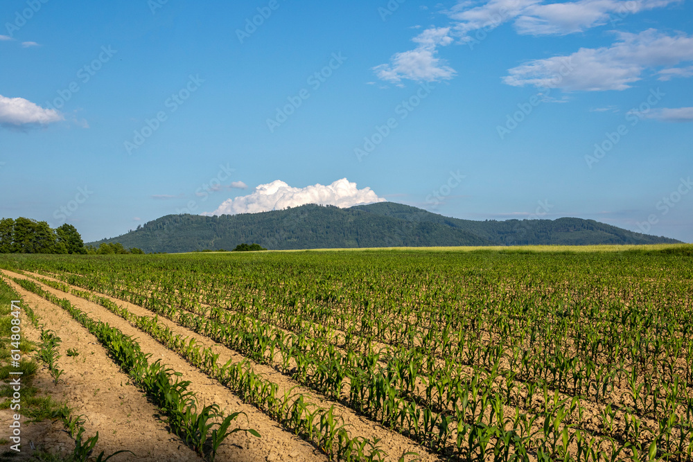 Young corn field against blue sky and mountains