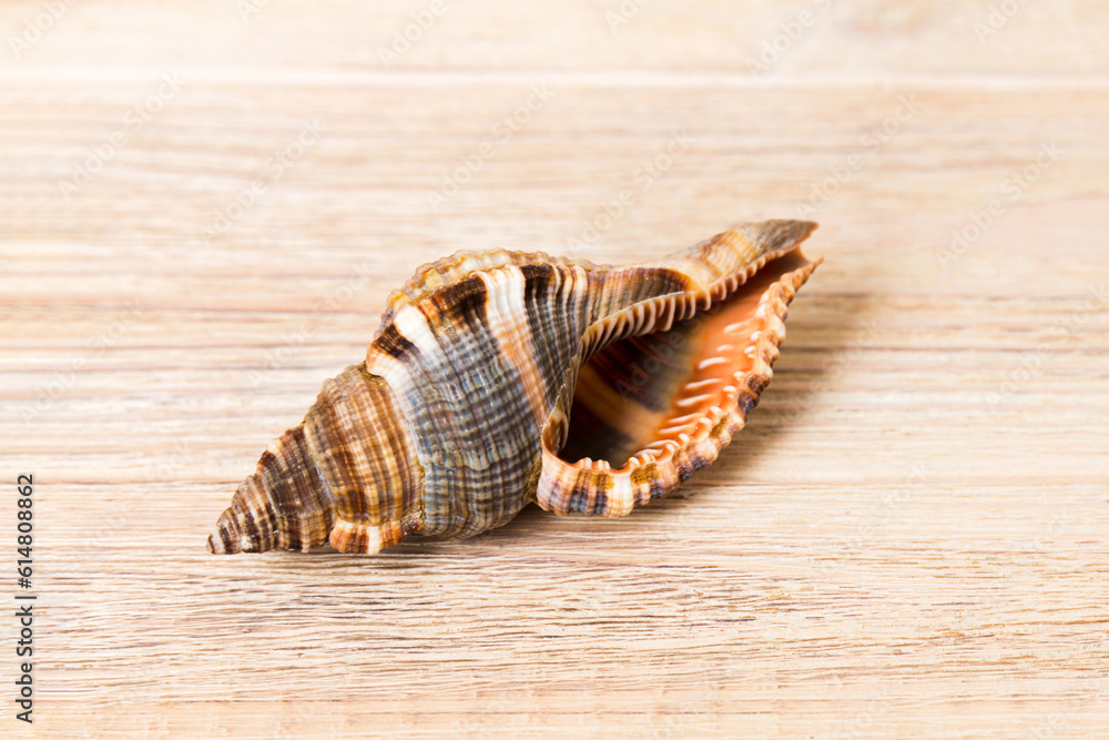 Beach seashells on colored background. Mock up with copy space Beach seashells on colored background. Mock up with copy space