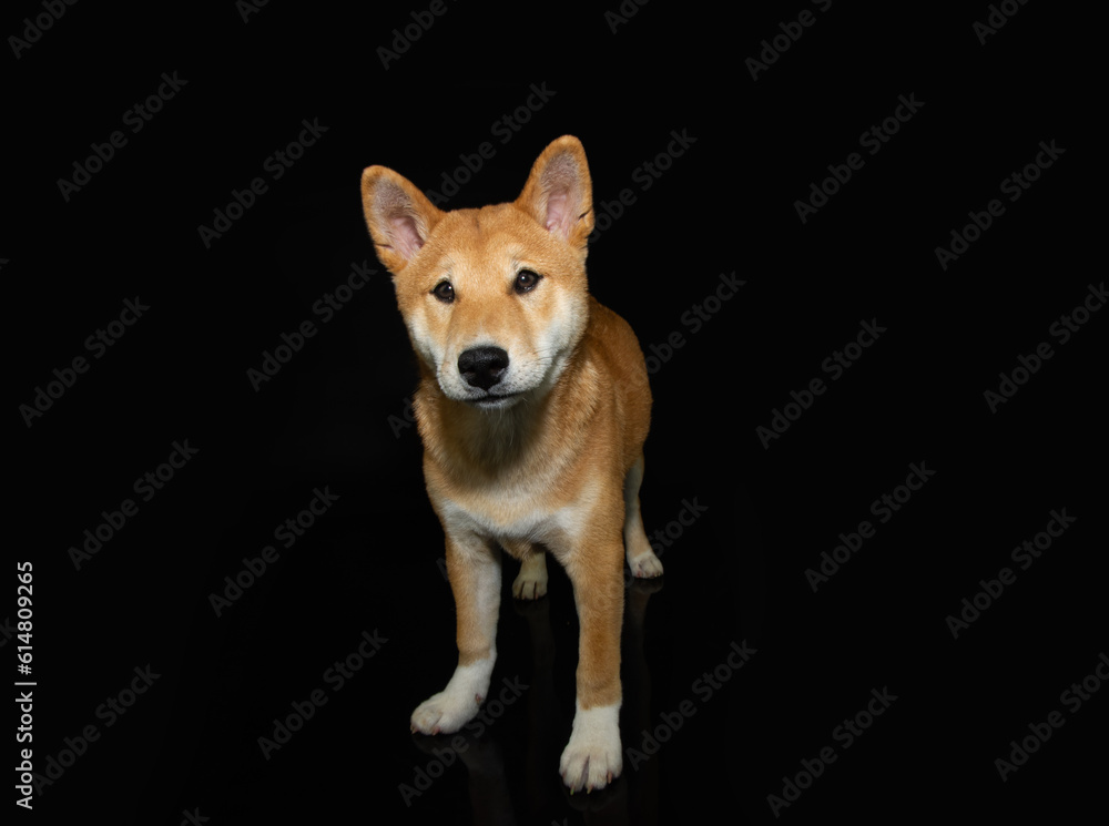 Portrait shiba inu puppy dog looking at camera. Isolated on black background