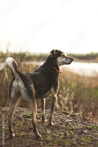 dog on the beach