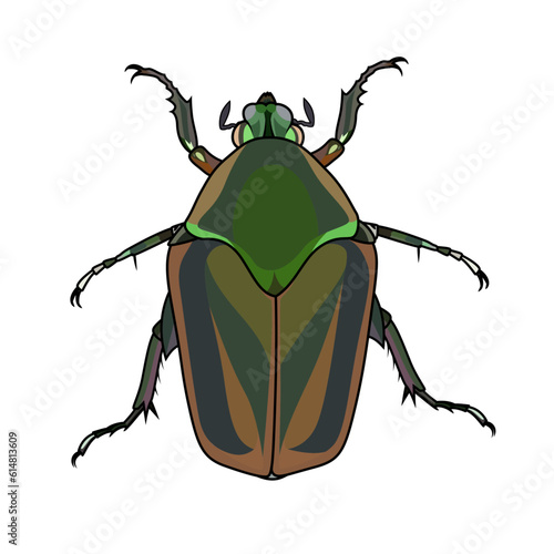 Green june or Cotinis nitida beetle vector image , agriculture pest vector illustration