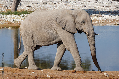 Elefant waterhole