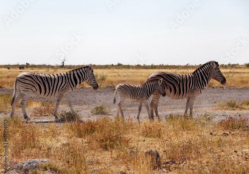 zebras in namibia