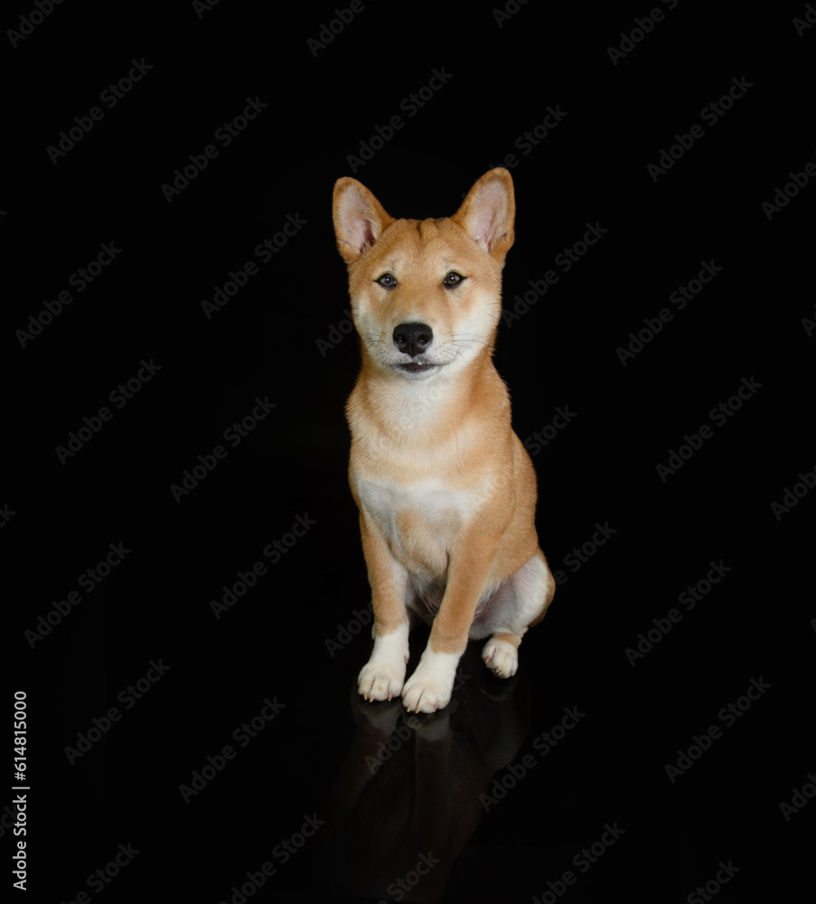Portrait shiba inu puppy dog looking at camera and sitting. Obedience concept. Isolated on black background