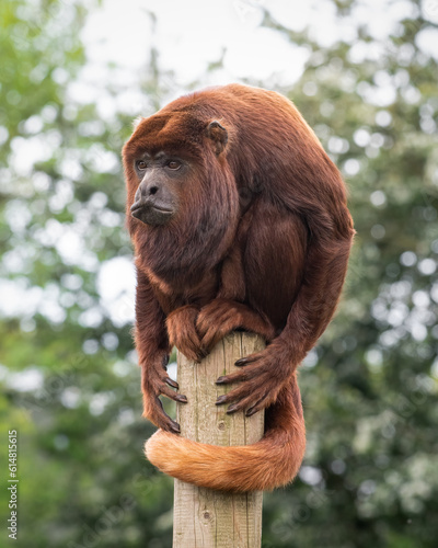 Red Howler Monkey Balancing on Top of a Post photo