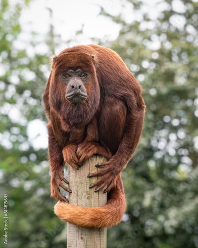 Red Howler Monkey Balancing on Top of a Post photo