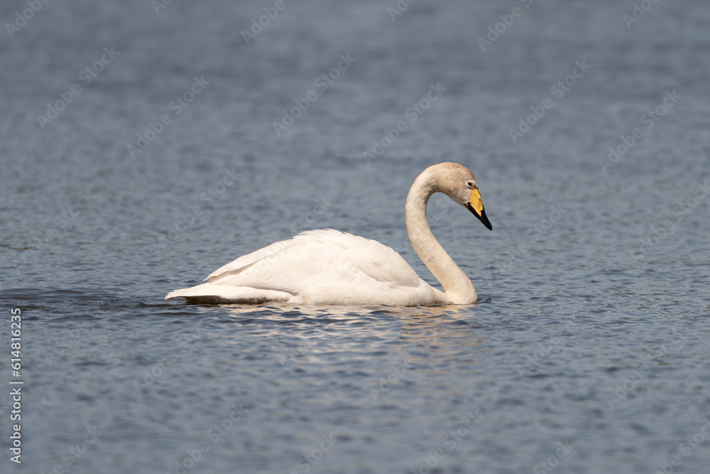 Fototapeta premium Whooper swan also known as the common swan - Cygnus cygnus with mute swan - Cygnus olor swimming on water with blue water background. Photo from Milicz Ponds in Poland.