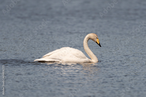 Whooper swan also known as the common swan - Cygnus cygnus with mute swan - Cygnus olor swimming on water with blue water background. Photo from Milicz Ponds in Poland.