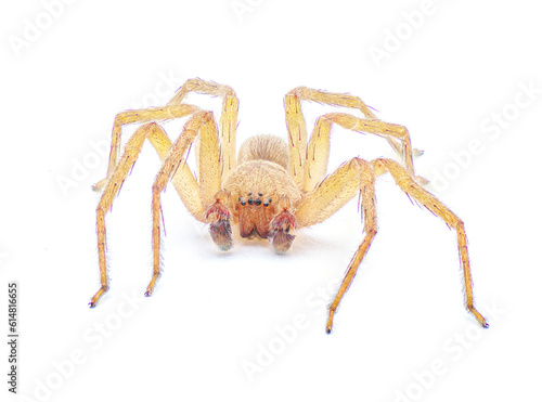 Cuban huntsman spider- Decaphora cubana - a small spider in the family Sparassidae. isolated on white background front face view