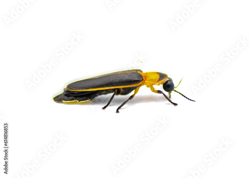 Photinus collustrans - a firefly or fire fly, lightning bug, glowworm an increasingly rare insect due to development and construction loss of habitat. Isolated on white background. Side profile view