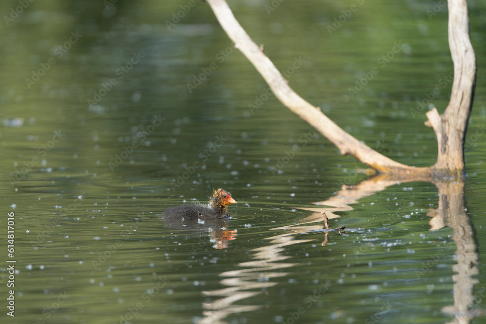 Eurasian coot also known as the common coot - Fulica atra, chick swimming in water with reflection. Photo from Milicz Ponds in Poland. Eurasian coot also known as the common coot - Fulica atra, chick swimming in water with reflection. Photo from Milicz Ponds in Poland.