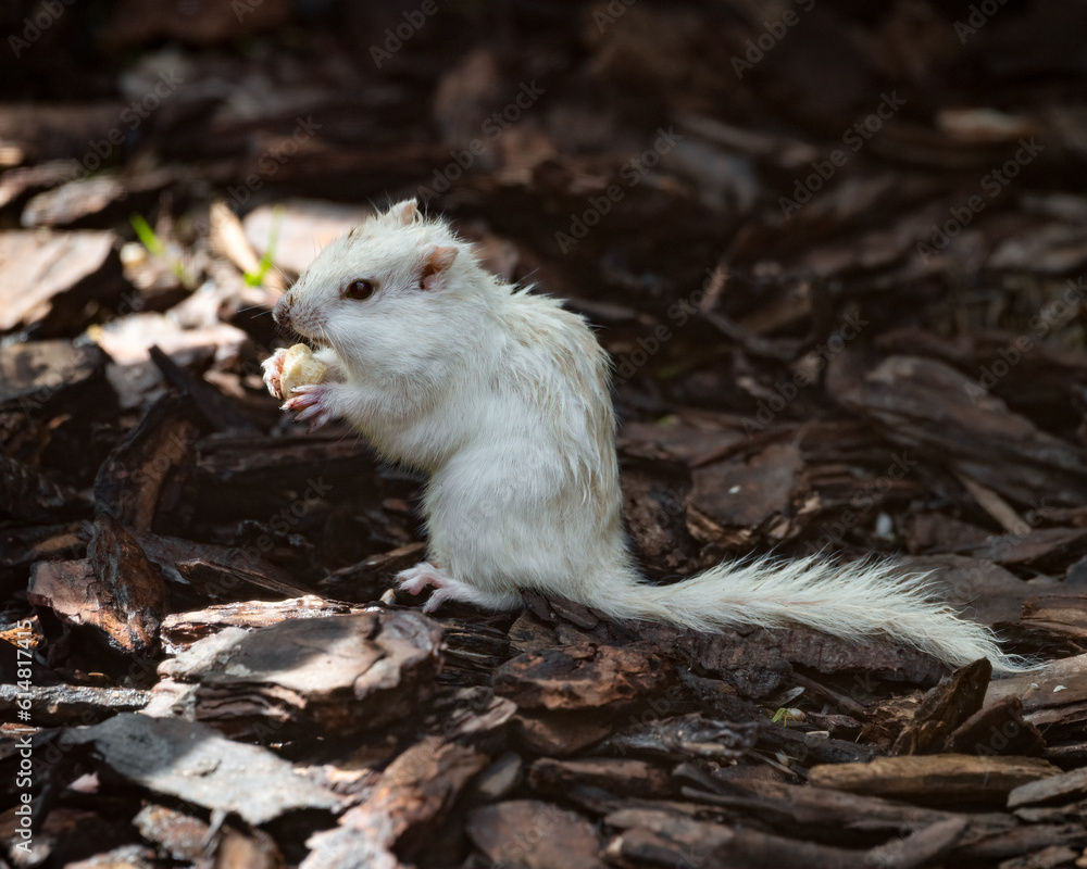 Albino Chipmunk on a Log Feeding Albino Chipmunk on a Log Feeding