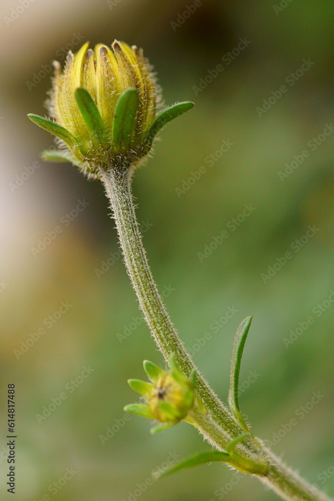 Beautiful background with yellow bidens bud; Bidens Bipinnata Beautiful background with yellow bidens bud; Bidens Bipinnata