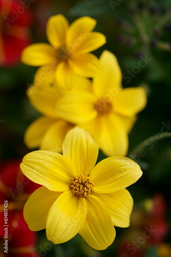 Beautiful background with yellow bidens flowers ; Bidens Bipinnata photo