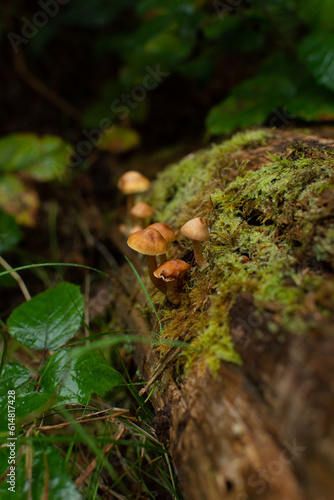 Mushrooms on mossy log